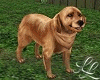 Golden Retriever "Milow"