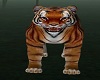 ~HD~warrior tiger