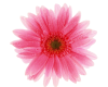 TF* Dew on Pink Flower