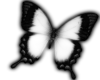 ~TK~white butterfly