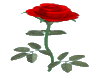 spinnin rose