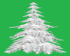 Tall pine/snowcoveredWht