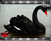 -pr- black swans