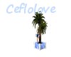 cool palmier plant blue