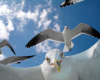 Seagulls Animated