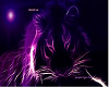 purple tiger club 