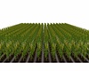Farm House Corn Feild