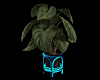 Blue pot tropical plant.