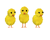 Cute Easter Chicks