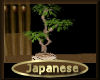 [my]Japanese Bonzai Tree