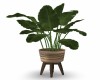 Tropical Potted Plant