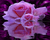ST Beautiful Rose