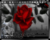 (D)Dark Rose