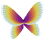 angel butterfly