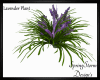 Lavender Plant ~Low KBs