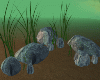 Rocks Grass