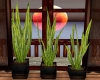 3 Potted Plant