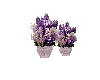 Lavender Bliss Roses