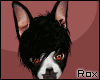 [Rox] BostonTerrier Fur 