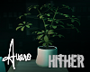 Hither Plant 2