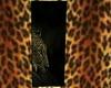 ~TQ~watching leopard