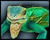 Animated Lizard II