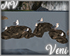 Seagulls On Rocks