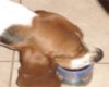Too Much Coffee Dog