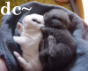 dc~ Sleeping Bunnies
