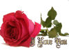 [JR] Love Rose