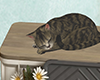 Sleepy Cat