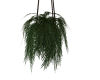 HANGING PLANT