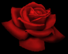 rose red 3