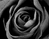 MD-Black Rose Picture
