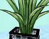 [BB] Malibo Palm