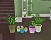 :3 Plants in Pots