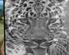Amur Leopard Picture