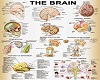 The Brain Chart 