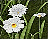 *Y* White Flowers