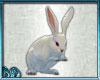 Bunny Interactive