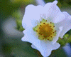 White Strawberry Flower