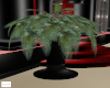 Desert Plant 1