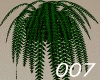 007 wall fern
