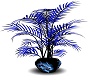 -MPL- blue fern