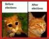 Political Kitty Cat