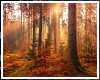 !T! Scene | Autumn Trees