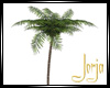 [JSA] Date Palm Tree