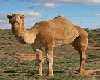 [PXL]Camel