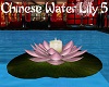 Chinese Water Lily 5