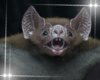 Bats Animated